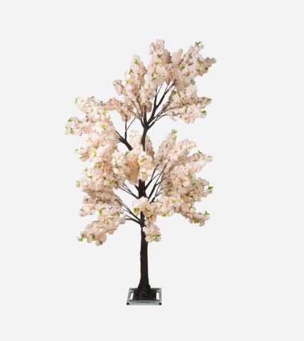 ARBRE CERISIER JAPONAIS CHAMPAGNE